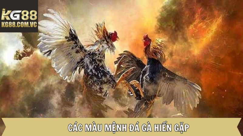 Tổng hợp các màu đá gà hiếm gặp