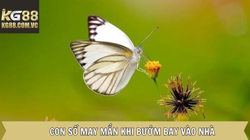 Những con số mang vận may khi chúng xuất hiện