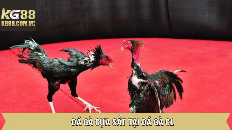 Thỏa mãn đam mê gà đá cùng chọi cựa sắt