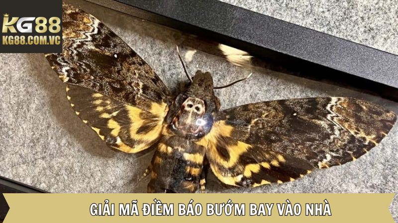 Giải mã điềm báo của bướm bay vào nhà