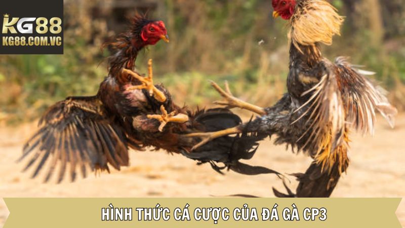 Đá Gà CP3 KG88: Trải Nghiệm Thú Vị Với Các Trận Đấu Hấp Dẫn 3 Tổng hợp các kèo cược đá gà CP3 được yêu thích nhất