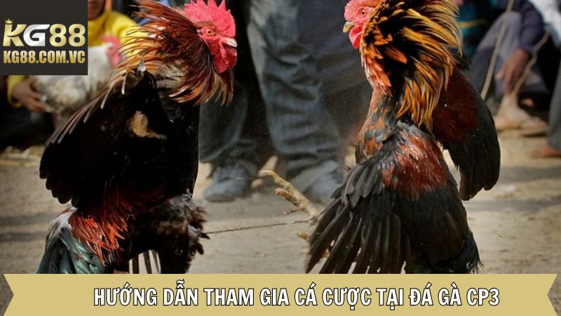 Đá Gà CP3 KG88: Trải Nghiệm Thú Vị Với Các Trận Đấu Hấp Dẫn 4 Các bước cụ thể để tham gia đặt cược đá gà