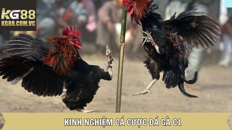Chia sẻ các bí kíp vàng khi cá cược đá gà C1