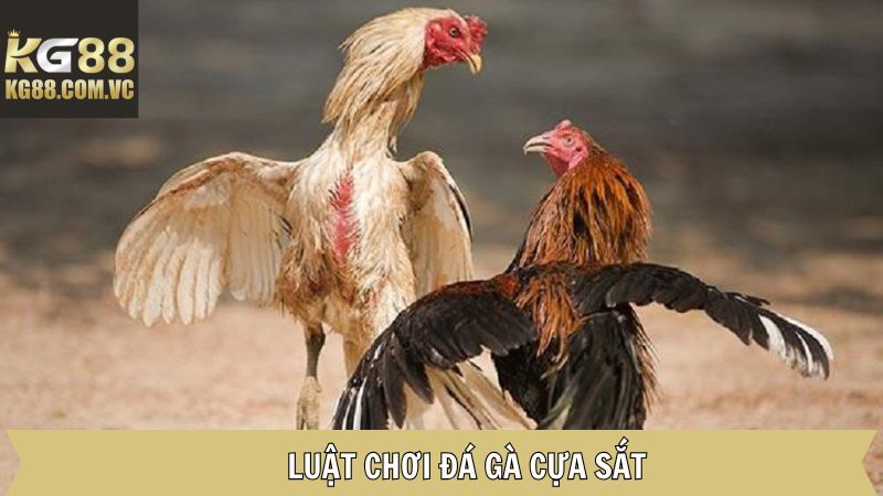 Đá Gà Cựa Sắt KG88: Giải Trí Đỉnh Cao Cho Các Kê Thủ 3 Luật chơi đá gà cựa sắt cơ bản người mới cần nắm