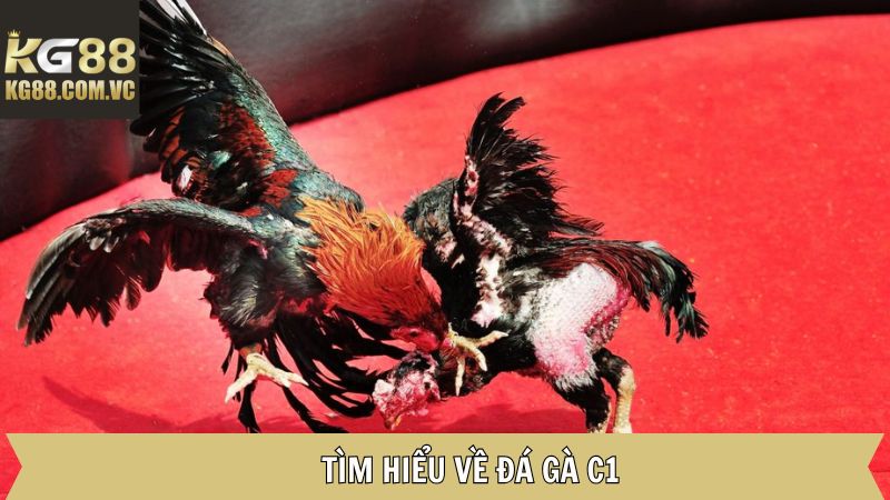 Đôi nét khái quát về chọi gà C1