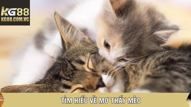 Mơ Thấy Mèo - Hé Lộ Những Điều Bí Ẩn Đến Từ Tiềm Thức Tại KG88 2 Giải mã về giấc mơ thấy mèo