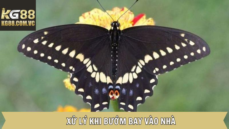 Những điều cần làm khi thấy chúng xuất hiện trong nhà